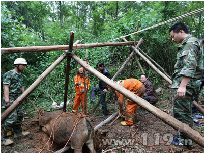 宜昌耕牛掉进10米深坑